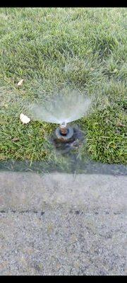 Leaking sprinkler pipe underneath