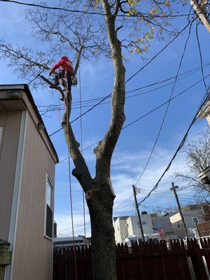 Woody Woodpecker Tree Service