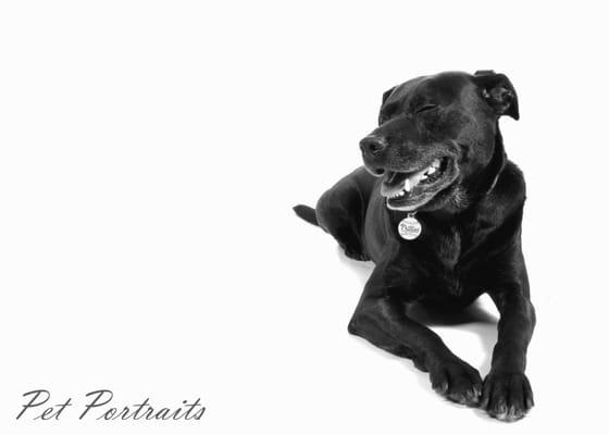 Pet Portraits