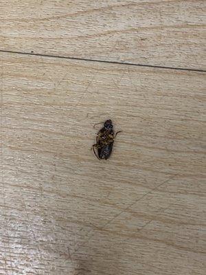 Same dead roach in women's fitting room