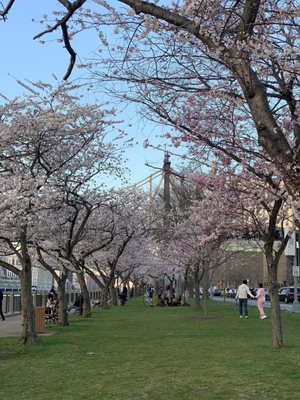 Cherry Blossom on RI