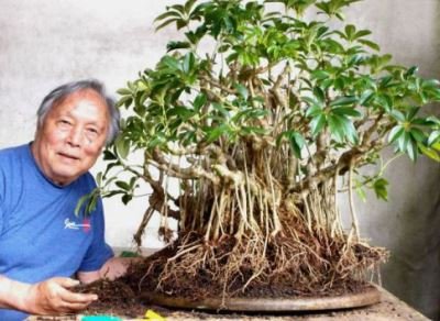 Fuku-Bonsai Cultural Center