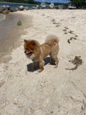 Lions cut Pomeranian