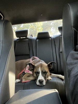 This was Penny today 10/6/2022 the second she got in the car