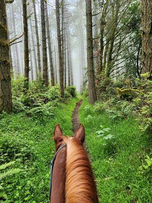 Greenpicker Trail. If nature is your church, welcome to Sunday service in God's house. ‍ 5-27-2023