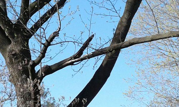 Photo of the broken limb and Bud's Tree Care crew. They performed excellent work. I highly recommend this business ot fellow homeowners.