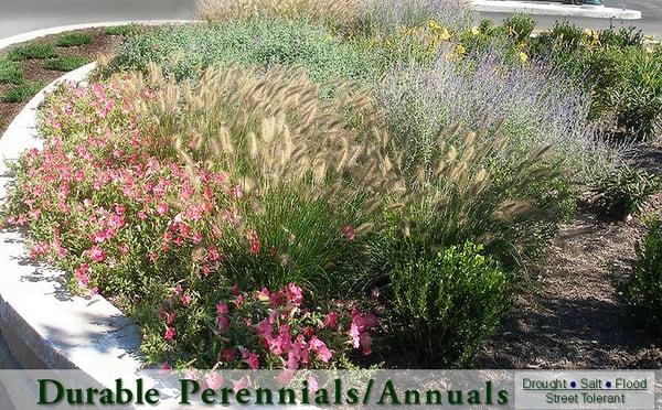 Resilient drought, salt tolerant perennial plants ideal, durable, low cost for public plaza /roadside use. MNR Beacon Station, NY.