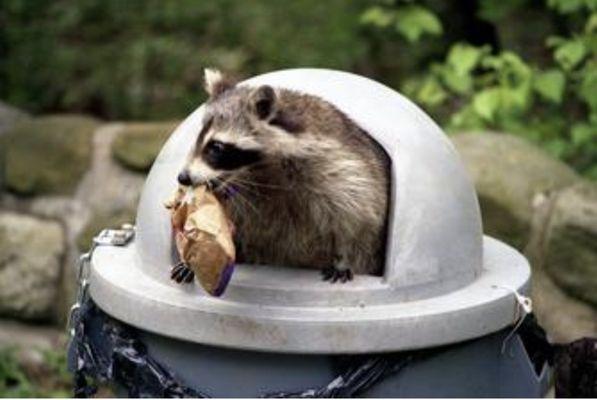 Wildlife Removal Services