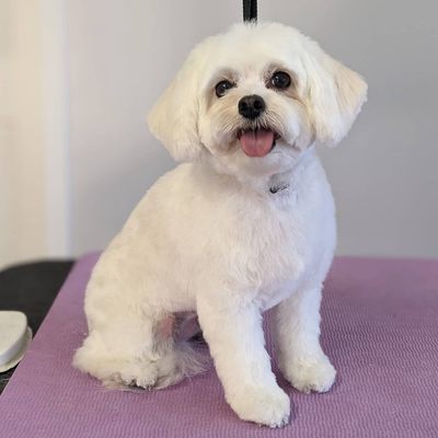 Maddie the Maltese!