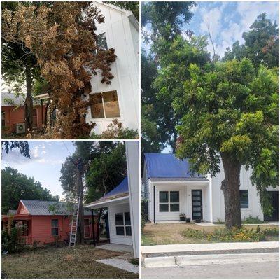 Hazardous tree removal. Austin, Tx