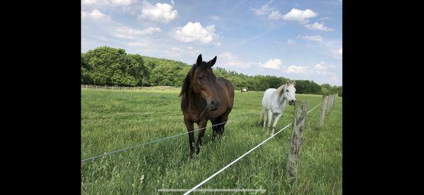 Ridge Meadow Horse Farm