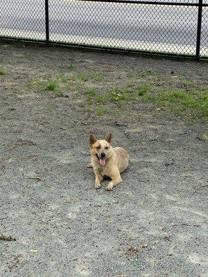 Dahlia relaxing after the running