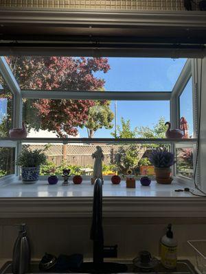 garden window (inside view)