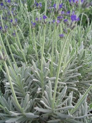 Lavender 'Goodwin Creek'