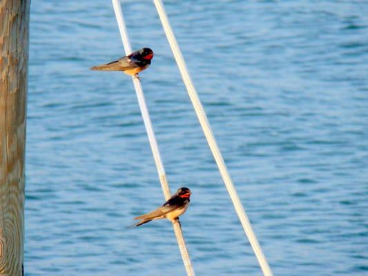 Pair of Barn Swallows on the Dock