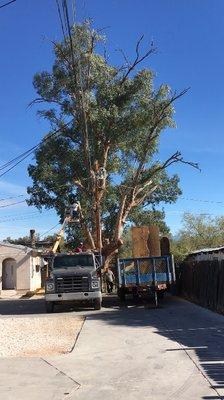 Tree Removal 100yr Old Eucalyptus with 2 Bee Hives & Stump Grinding