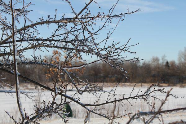 Ice covered trees in Community Park (2019)