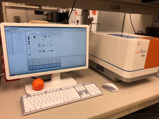 Protein expression analysis