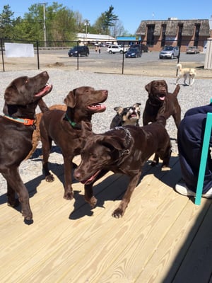 The Labs waiting for the ball to be tossed.