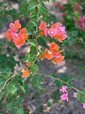 Bougainvillea Excellent landscaping May 2023