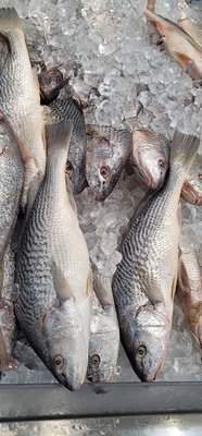 Fresh fish on ice