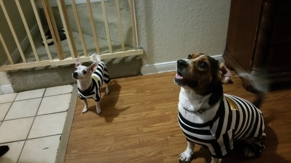 Dogs with gate on first fl townhouse.