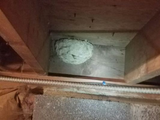 Wasps Nest and other insect extermination