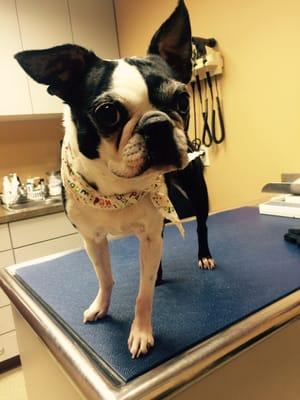 Addie waiting for the vet!