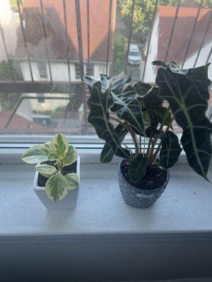 Baby rubber plant, Alocasia