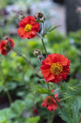 Sangria Geum