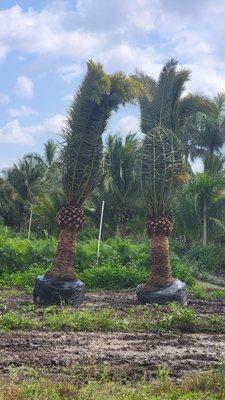 Beautiful Canary Island Date Palms ready to be transported for installation.