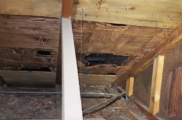 The raccoon has chewed through the roof boards in the attic