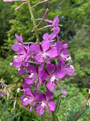 Some of the purple and white flowers in bloom on Wednesday 5 July 2023.