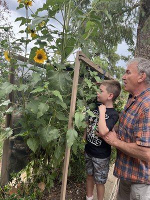 Grandfather and grandson are learning about it sunflowers!