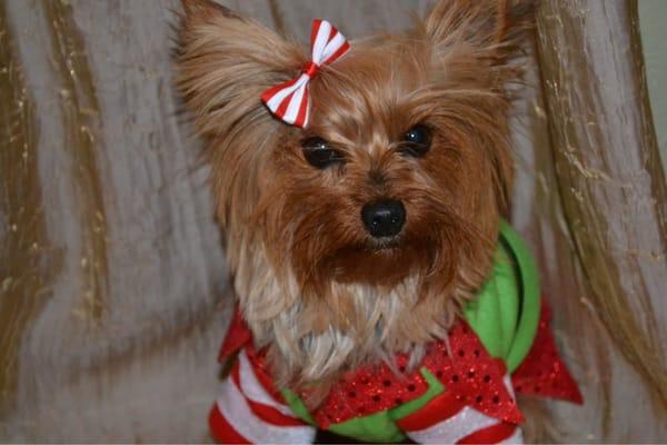 My Yorkie!! Love her very much!