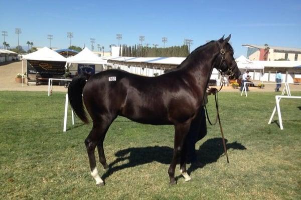 Racing horses for sale