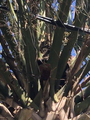 Kitty stuck in a palm tree