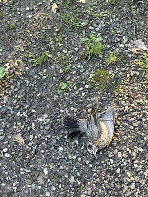 The dead bird I had to clean off my site when we got there