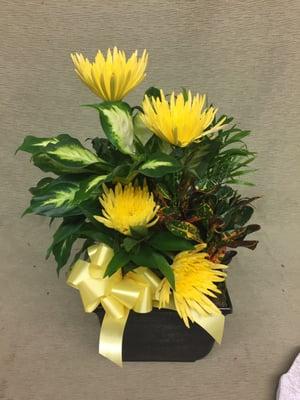 Planter with yellow spider mums and yellow ribbons.