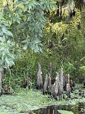 cypress knees with some snail eggs on them!