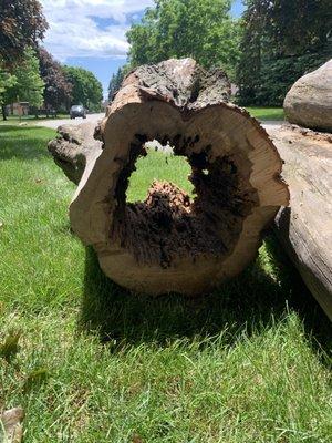 Tree in my backyard that I didn't think needed to be cut down. Boy was I wrong