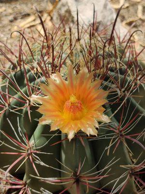 Barrel cactus flower