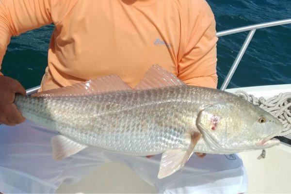 Redfish, Sebastian Inlet Charters