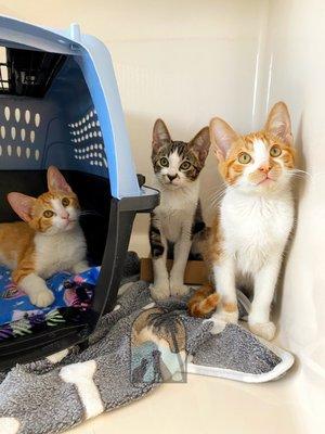 Pictured: three adolescent kittens, two orange & white tabbies and one brown & white tabby, sitting in a cream kennel with a grey blanket.