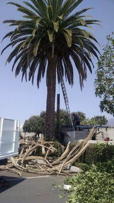 Cleaning up a palm