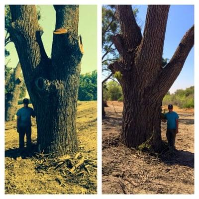 Celebrating Labor Day by Laboring! Salvaging some big Black Walnut Trees!