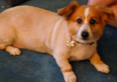 OMG I brought my corgi in there last week and they SHAVED HIM! Who would do such a thing?!?!?