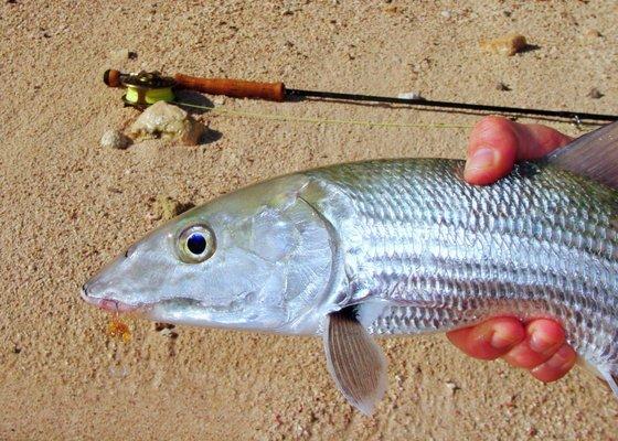 Nothing compares to hunting flats for tailing bonefish, elusive permit & powerful tarpon.  Bahamas & Cuba offer the very best in fishing!