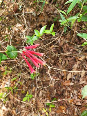 Trumpet honeysuckle