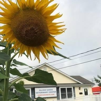 Sunflowers Parade at Silver Sands Veterinary Urgent Care and Milford Veterinary Hospital 17 Seemans Lane Mfd-Across from Dan Perkns Subaru